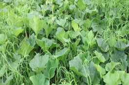 立春后种植什么蔬菜，春季比较湿冷