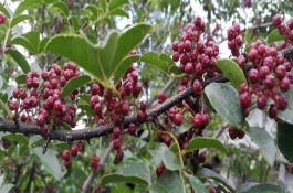 花椒树春季打什么药，花椒树春季打什么药