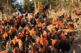 养鸡场需要什么设备，养殖场怎样进行清洁管理