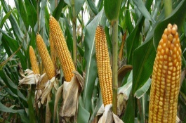 保收606玉米品种介绍，保收606是以QY0706为母本