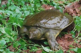 甲鱼怎么养，养殖甲鱼需要注意什么