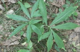 种什么药材前景好，种植什么药材前景好