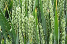 驻麦328小麦品种特征特性，驻麦328小麦品种介绍