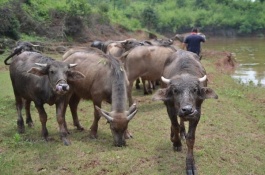 南美白虾淡水养殖技术，池塘条件面积2-3亩