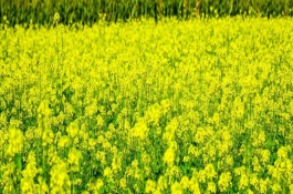 油菜蜜一斤多少钱，为什么市场上比较少见