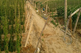 河北安国市有哪些特产