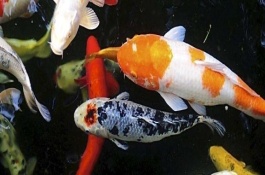 昭和锦鲤的产地在哪里，昭和锦鲤的主要品种