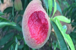 贵妃血桃苗多少钱，果肉红口感好