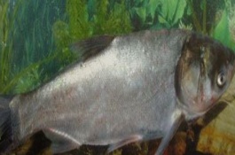 鲢鱼的主要产地在哪里，常见的鲢鱼品种有哪些