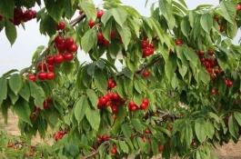 樱桃树怎么施肥，樱桃树要施什么肥料