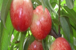 珍珠枣油桃苗多少钱，珍珠枣油桃苗多少钱一棵