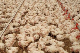 11月肉鸡一斤多少钱，养殖肉鸡还赚钱么