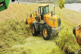 猪饲料有哪几种，猪是杂食动物