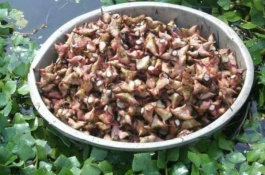 湖北洪湖市有哪些土特产，湖北洪湖市的土特产有哪些