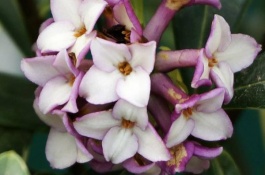 金边瑞香养殖方法，金边瑞香的繁殖方法