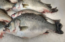 加州鲈鱼的产地在哪里，身体形状区别