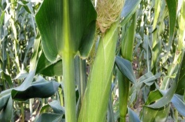 京农玉658玉米品种介绍，怎么种玉米