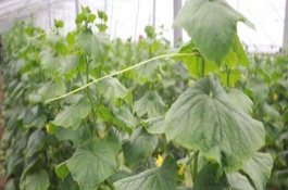 红糖自制叶面肥的配方，红糖叶面肥用法用量