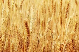 丰德存麦20品种介绍,丰德存麦20的特性