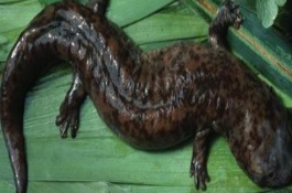 大鲵人工养殖技术，大鲵俗称娃娃鱼