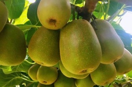 牛油果品种大全，桂垦大2号