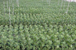 河南开封有哪些特产