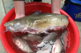 鲢鱼苗有几个品种，鲢鱼产地在哪