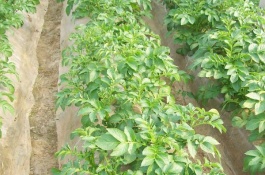 一斤土豆的价格是多少，土豆种的生长条件