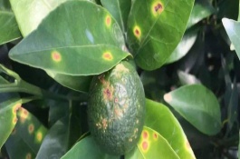 松脂酸铜复配禁忌，松脂酸铜是什么