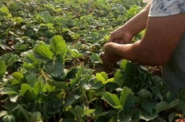 在使用高氮肥时，应避免种植草莓的误区，单一施氮肥