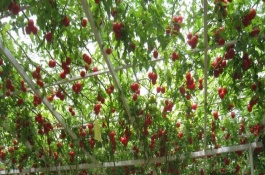 树番茄一斤多少钱，树番茄的主要价值