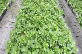 摆摊卖什么蔬菜最赚钱