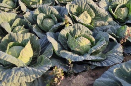 为什么说清明时节下雨，清明节前后有哪些重点农事