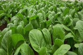 种植甘蓝需要起垄栽培，起垄栽培对甘蓝有什么具体好处，增加土壤通透性