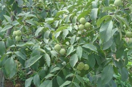 薄皮核桃有哪些品种