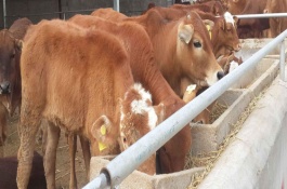 牛吃什么上膘最快，养牛注意事项