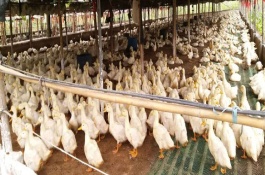 低成本自制鸭饲料，低成本自制鸭饲料配方