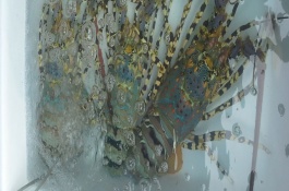 澳大利亚有哪些龙虾养殖方法