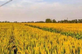 九个不需要门面的业务，网络广告的生意