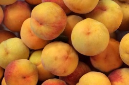 锦绣黄桃苗多少钱一棵，锦绣黄桃苗多少钱一棵