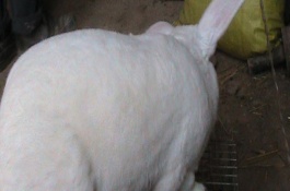 獭兔养殖技术有哪些，商品兔的育肥