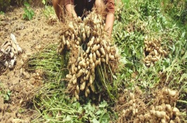 正花6088花生品种介绍，正花6088