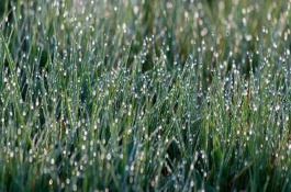 白露是什么意思，白露与农业农事