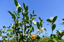 一株油茶树苗多少钱，油茶树苗种植效益