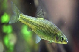 麦穗鱼一斤多少钱，麦穗鱼不仅分布极广繁殖率也是较高