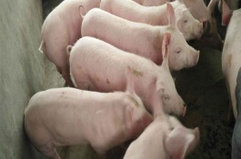仔猪能吃太饱吗，仔猪不能吃得太饱