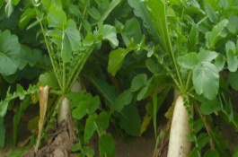 北方芒种种植什么农作物,北方芒种时节可以种植萝卜