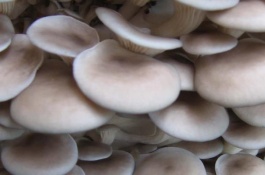 凤尾菇一斤多少钱，营养凤尾菇菌肉较薄其富含蛋白质及人体所需的多种氨基酸通常要比平菇营养要高因此在价格上凤尾菇也要比平菇要贵