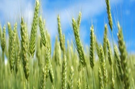 芒种收获什么作物,芒种时节一般可以收获小麦