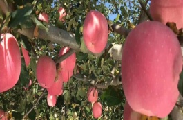 54种苹果品种介绍，苹果品种有烟富8（神富一号）